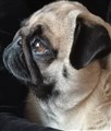 IMG_20201114_165041_165042.jpg